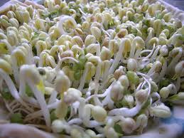 Herbal Medicine